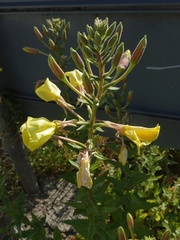 Oenothera × fallax