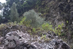 Genista tenera