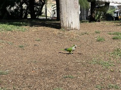 Myiopsitta monachus