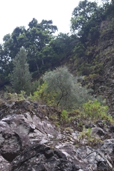 Genista tenera