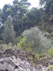 Genista tenera
