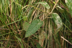 Acalypha nemorum