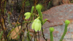 Erica sparrmanni