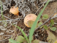Cystoagaricus