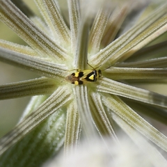 Orthops kalmii