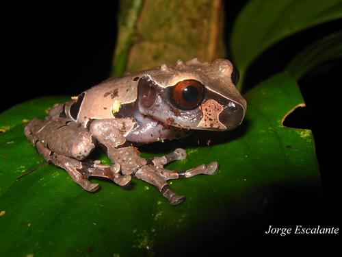 Coronated Tree Frog