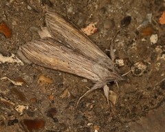 Cucullia umbratica