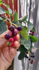 Amelanchier
