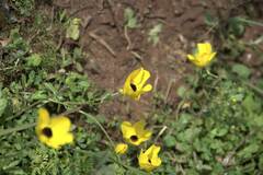 Ranunculus asiaticus