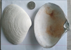 Mactromeris polynyma