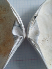 Mactromeris polynyma