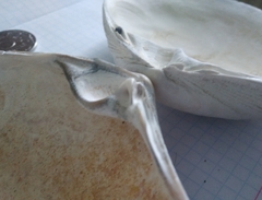 Mactromeris polynyma