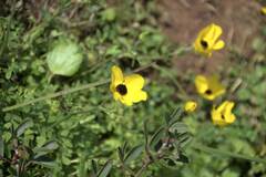 Ranunculus asiaticus