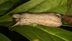 Cucullia umbratica