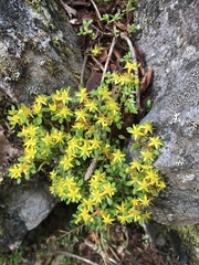 Sedum morrisonense