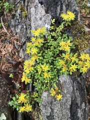 Sedum morrisonense