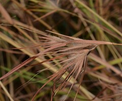 Themeda arguens