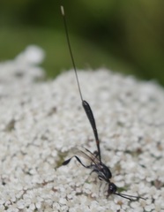 Gasteruption jaculator