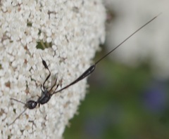 Gasteruption jaculator