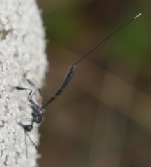 Gasteruption jaculator