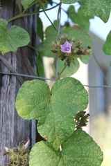 Ipomoea wightii