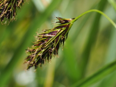 Carex frigida