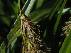 Carex frigida