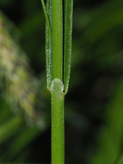 Carex frigida