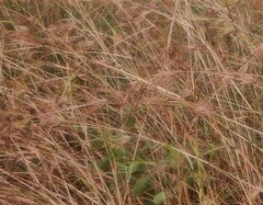 Themeda arguens