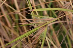 Themeda arguens