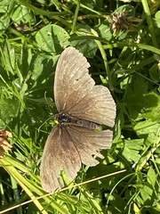 Aphantopus hyperantus