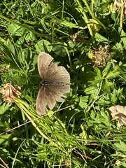 Aphantopus hyperantus