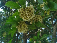 Elaeocarpus bancroftii