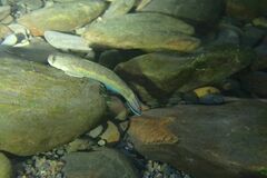 Sicyopterus lagocephalus