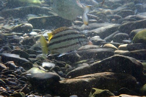 Silver grunter (Mesopristes argenteus) — Terapontidae — 5