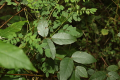 Kennedia rubicunda