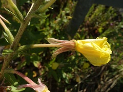 Oenothera × fallax