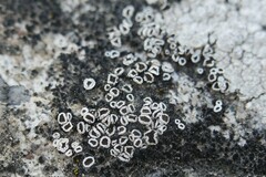 Myriolecis semipallida