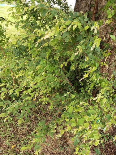 African birch (Terminalia leiocarpa)
