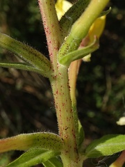 Oenothera × fallax