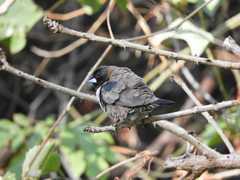 Spermestes cucullata scutata