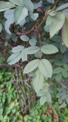 Rosa glauca