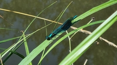 Calopteryx splendens