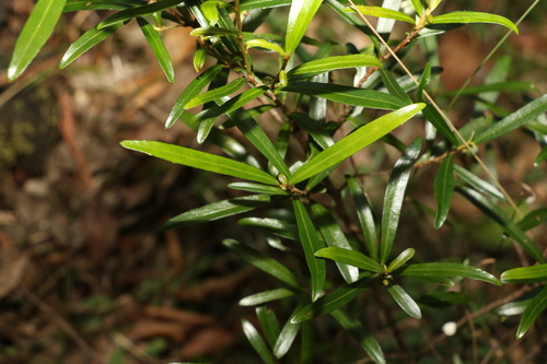 Image of Myrsine angusta by (c) Greg Tasney, some rights reserved (CC BY-SA)