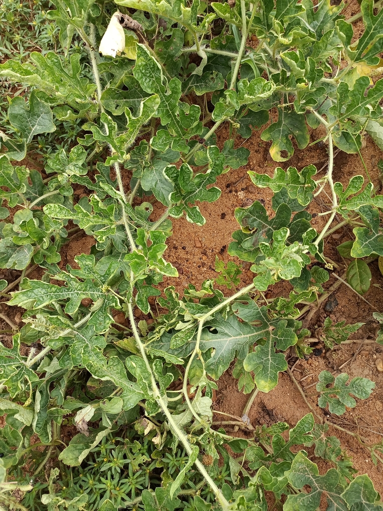 Watermelon from Tamale Metropolitan, Ghana on July 16, 2022 at 0920 AM