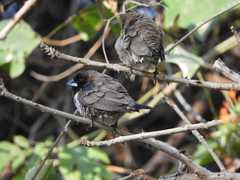 Spermestes cucullata scutata