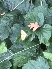 Camptogramma