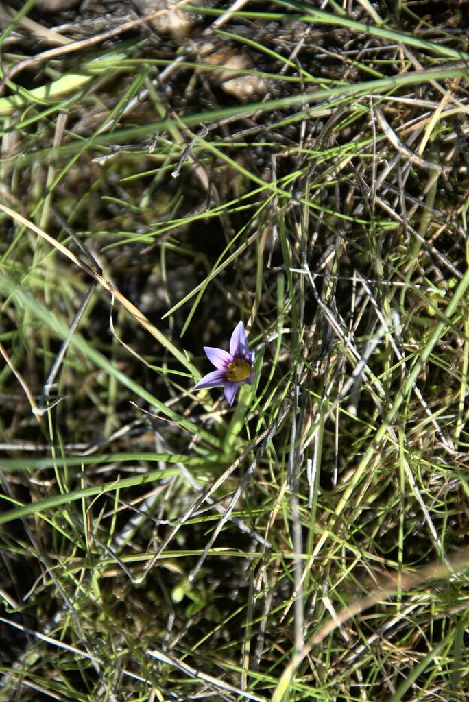 Romulea ramiflora, Crete, Crete, Greece