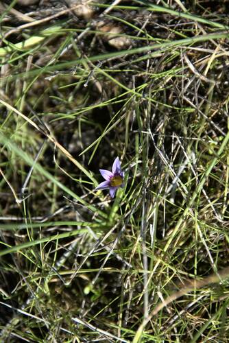 Romulea ramiflora