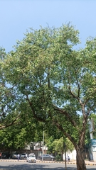 Ficus religiosa